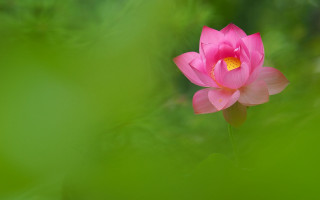 Pink lotus yellow center green - chang daichien free wallpaper