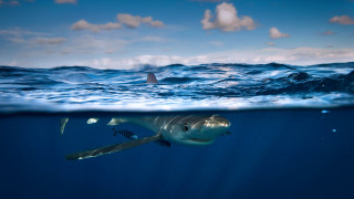 Shark ocean fin out of - a shark swimming in the ocean free wallpaper