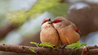 Birds branch leaves red eyed - one bird free wallpaper