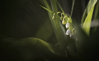 Flower closeup soft light macro - soft free wallpaper