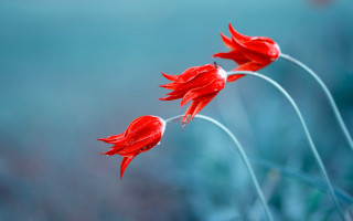 Red flowers water droplets macro - two red flower free wallpaper