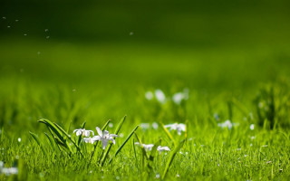 Grass white flowers bush forest - the middle of it free wallpaper
