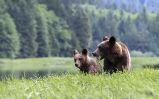 Brownbears grassyfield lakeforest ecologicalart wildlifephotography - a grassy field next free wallpaper