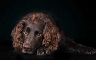 Sad dog black background photorealistic - a photorealistic painting free wallpaper