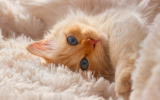 Curious cat laying fluffy blanket - curious free wallpaper