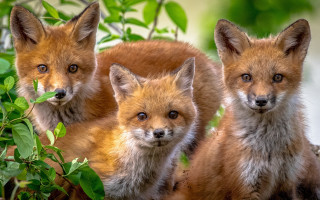 Three foxes tree blurry wildlife - a blurry background of leaves free wallpaper