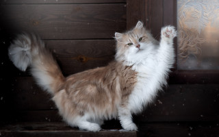Fluffy cat heroic lion snowy - heroic free wallpaper