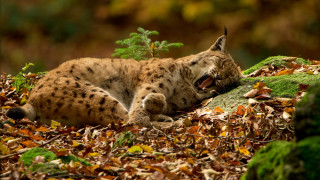 Cat leaves tree bush openmouth - its mouth open free wallpaper