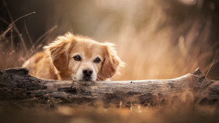Dog over log woods beach - in the wood free wallpaper
