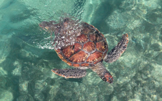 Turtle bubbles surface water ecological - its back free wallpaper