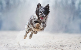 Dog snow running aurora shiba - flemish free wallpaper