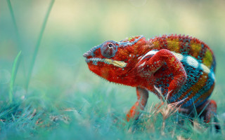 Colorful chameleon grass open tongue - a colorful chamelon free wallpaper