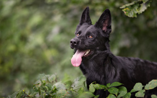 Black dog woods green leaves - its tongue free wallpaper