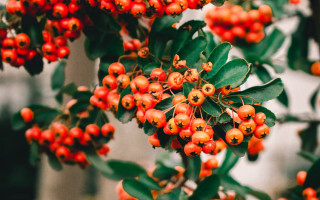 Bush berries green leaves background - red berry free wallpaper