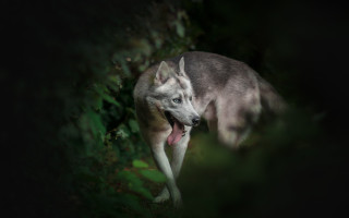 Dog holography portrait blurry outdoors - its tongue free wallpaper