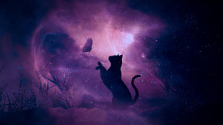 Cat field butterfly space matte - the middle of a field free wallpaper