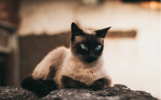 Siamese cat blue eyes rock - aestheticism free wallpaper