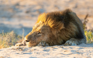 Lion sunbathing blurry mountain desert - a stock photo free wallpaper