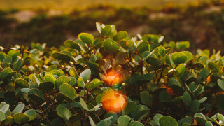 Bush green leaves red light - a bush free wallpaper