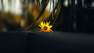 Yellow flower black surface blurry - a blurry background of trees and bushes free wallpaper