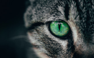 Cat green eye closeup naturalism - naturalism free wallpaper