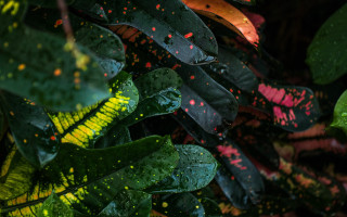 Plant leaves red spots yellow - red spot free wallpaper