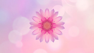 Pink flower bloom lensflare sunflower - a pink flower free wallpaper
