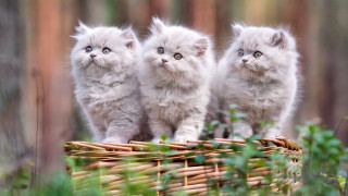 Three kittens basket woods cute - clovis trouille free wallpaper