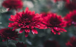 Red flowers water droplets macro 4 - the grass together free wallpaper