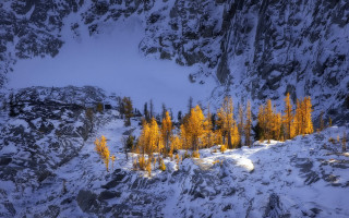 Mountain snow trees autumn leaves - a bunch of trees free wallpaper