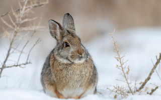 Rabbit snowy winter curious beatrix - in the wintertime time free wallpaper
