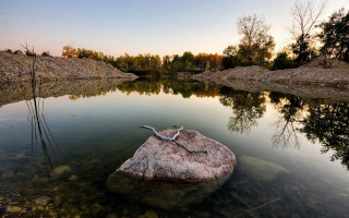 Lizard rock lake trees mountain - a lizard free wallpaper