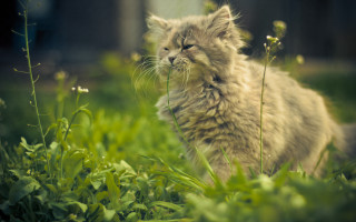 Cat sitting grass closed eyes - closed free wallpaper