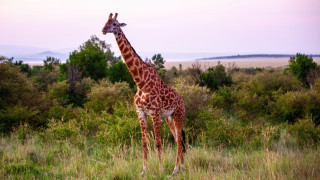 Giraffe tallgrass trees sky clouds - tall grass and trees free wallpaper