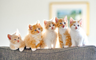 Kittens couch group cute blurry - a blurry background free wallpaper