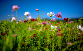 Flower field blue sky pink - a field of flowers free wallpaper