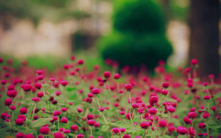 Red flower field green tree - red flower free wallpaper