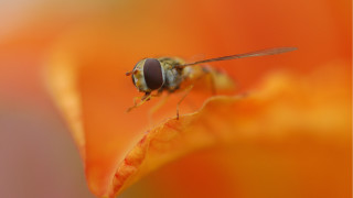 Fly flower stem orange sunset - a blurry background free wallpaper for desktop
