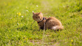 Cat grass daisy flower bush - its neck free wallpaper