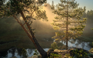 Forest river trees sunlight backlit - the sun free wallpaper