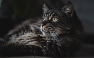 Regal cat laying upward blurry - renaissance free wallpaper
