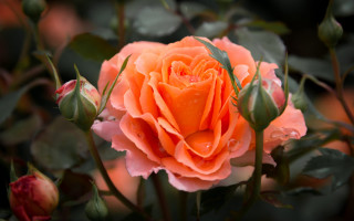 Pink rose water droplets macro 12 - rose free wallpaper