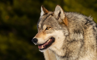 Wolf open mouth teeth forest - looking free wallpaper