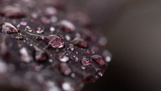 Leaf water drops macro bokeh - drop of water free wallpaper
