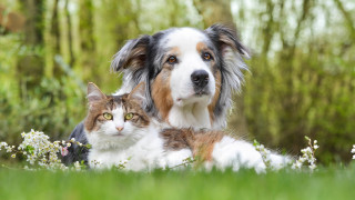 Dog cat grass flowers bushes - the grass together free wallpaper