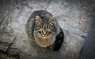 Cat rock serious green eyes - a rock free wallpaper