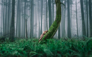 Mossy tree hiding woods bamboo - mossy free wallpaper