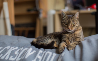 Cat blanket room bokeh laptop - canon 5 0 mm free wallpaper