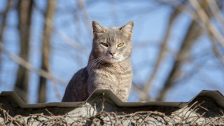 Cat roof yellow eyes blurry - neoplasticism free wallpaper