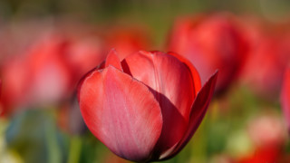 Red tulip bokeh blurry background - boetius adamsz bolswert free wallpaper